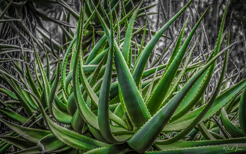 Aloe, Goodbye