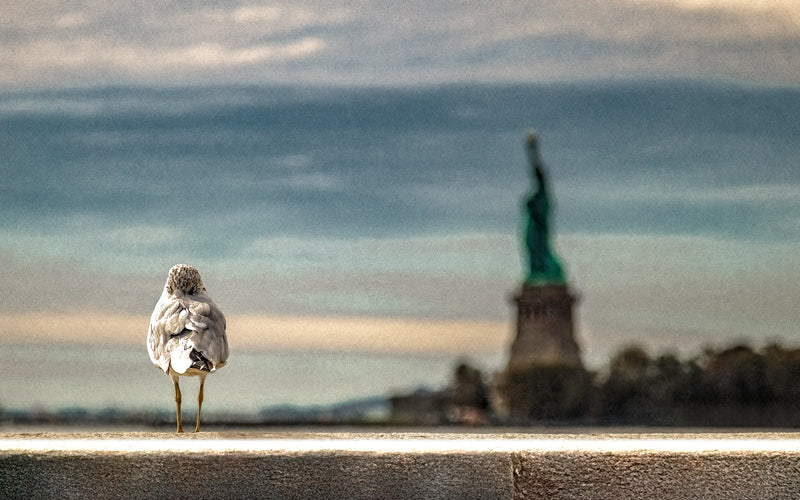 Liberty & the Gull