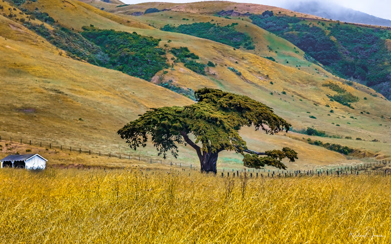 Cabrillo Highway Tree