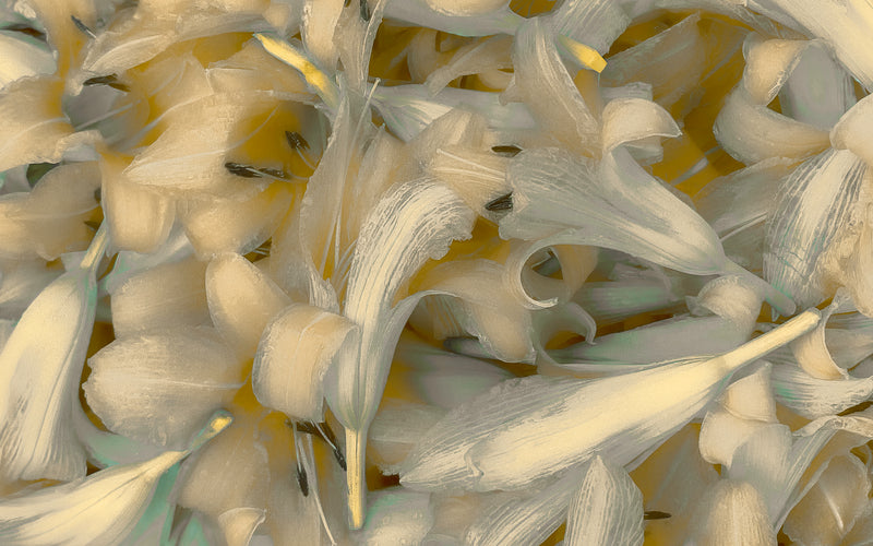 Lilies Aplomb