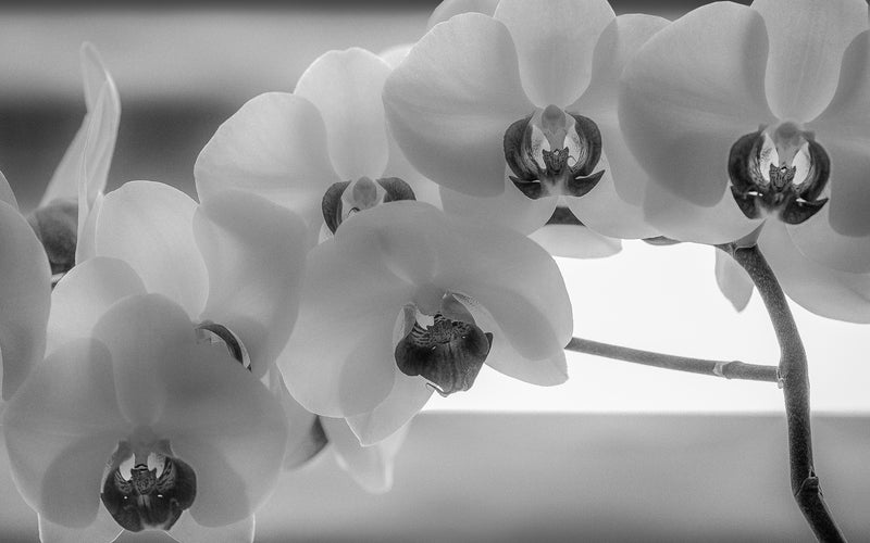 Orchid (B&W)