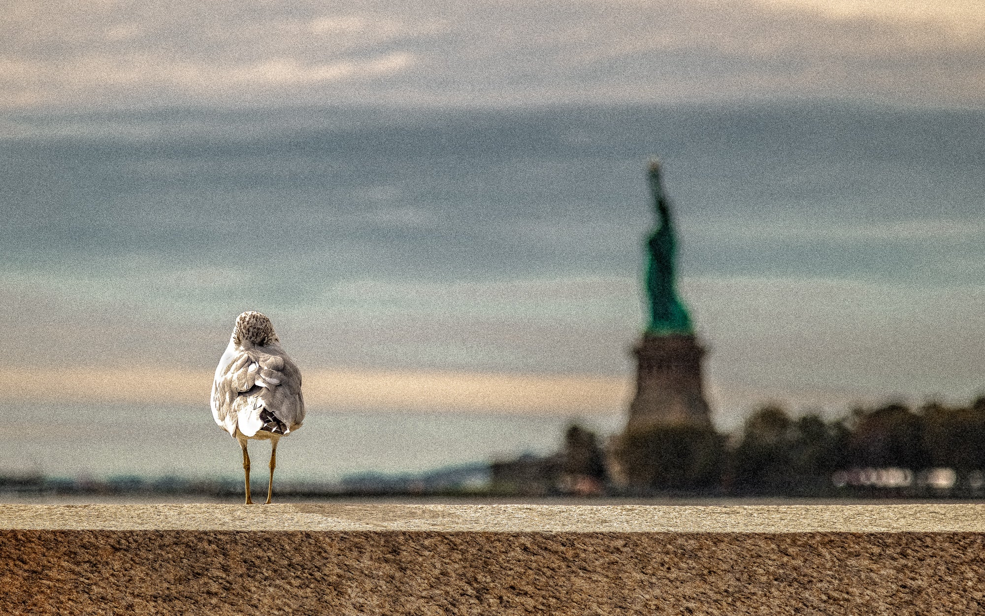 Liberty & the Gull